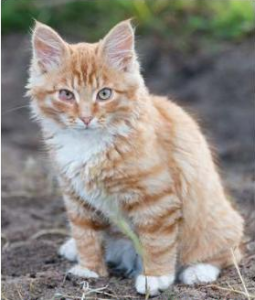 Котенок 3